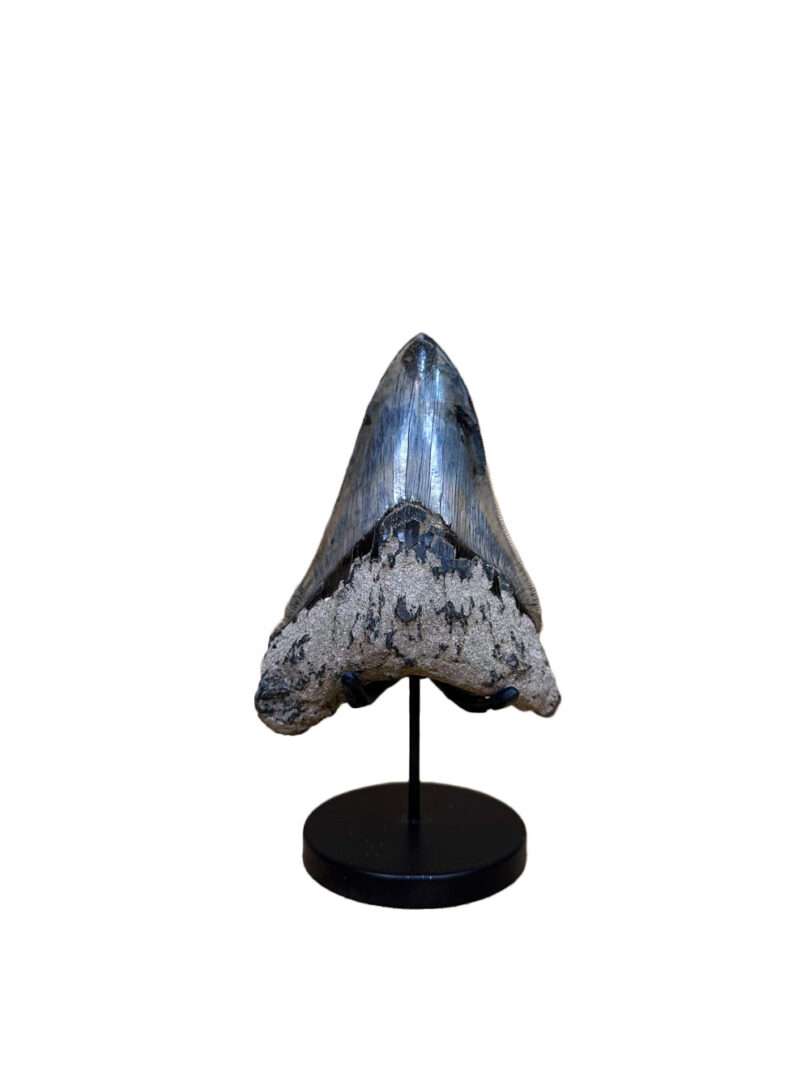 authentic megalodon tooth