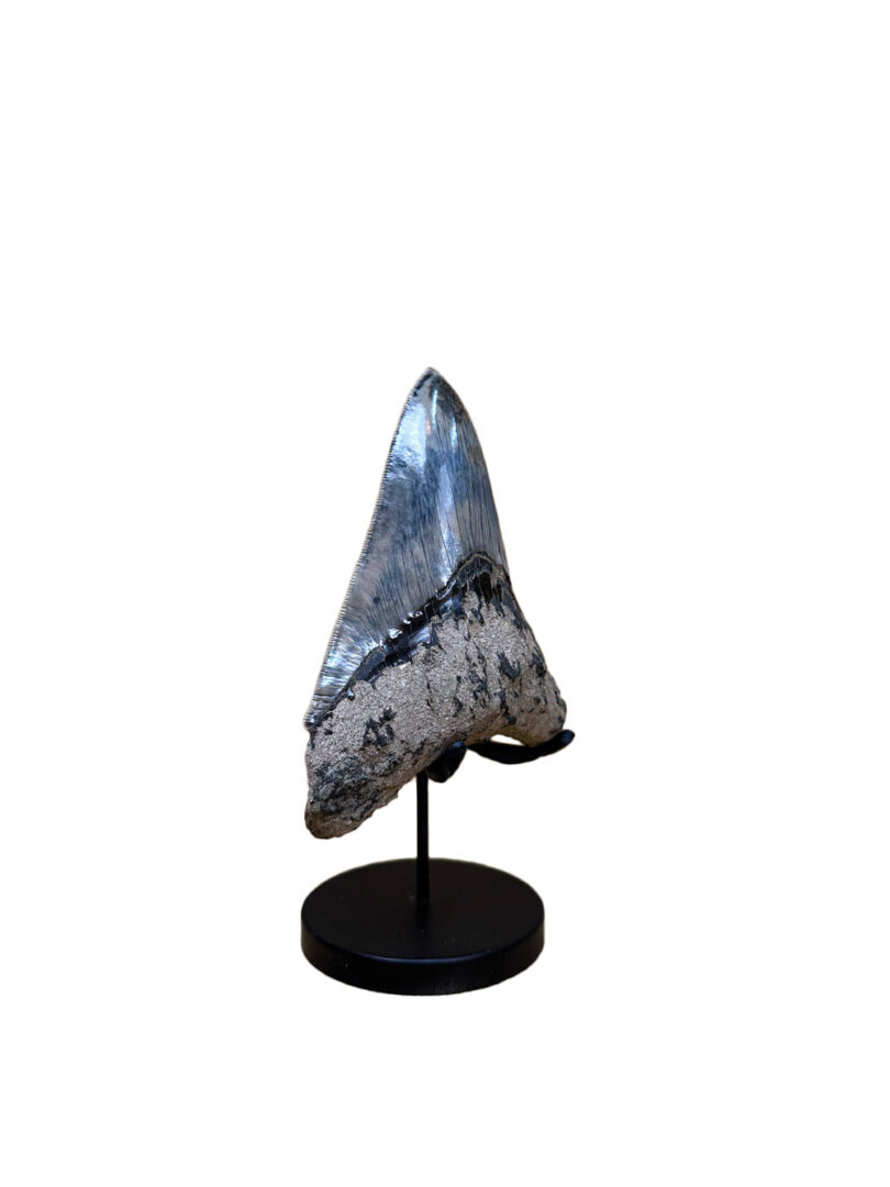 megalodon fossil shark tooth