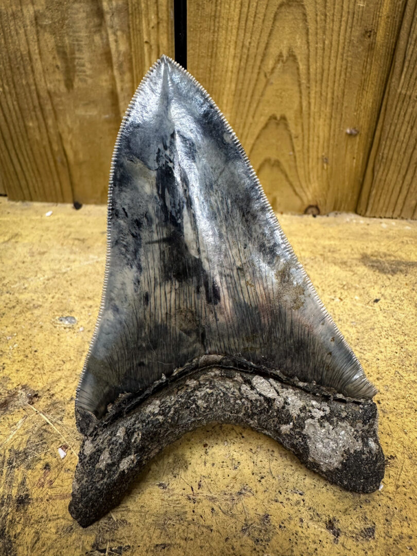 fossilized megalodon tooth