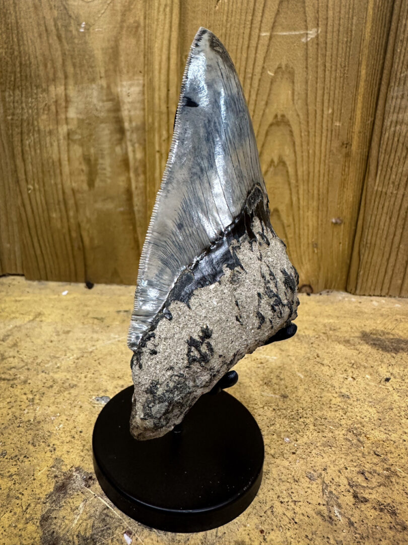 fossilized megalodon shark tooth