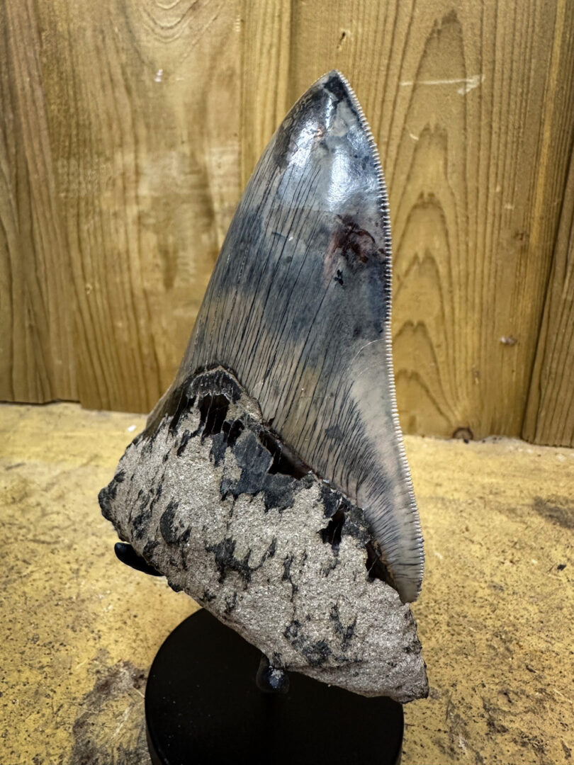 giant fossilized megalodon tooth