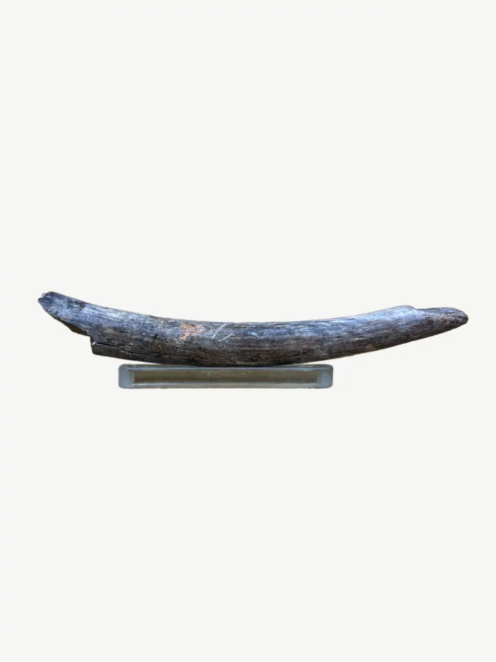 mammoth tusk