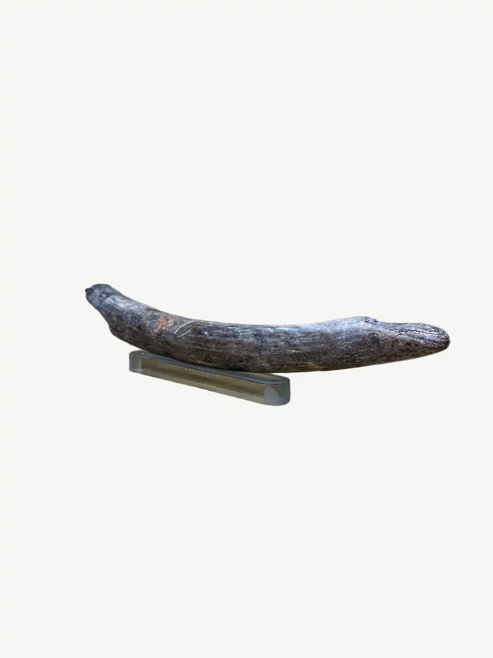 Fossilised mammoth tusk 50cm Pleistocene - Image 2
